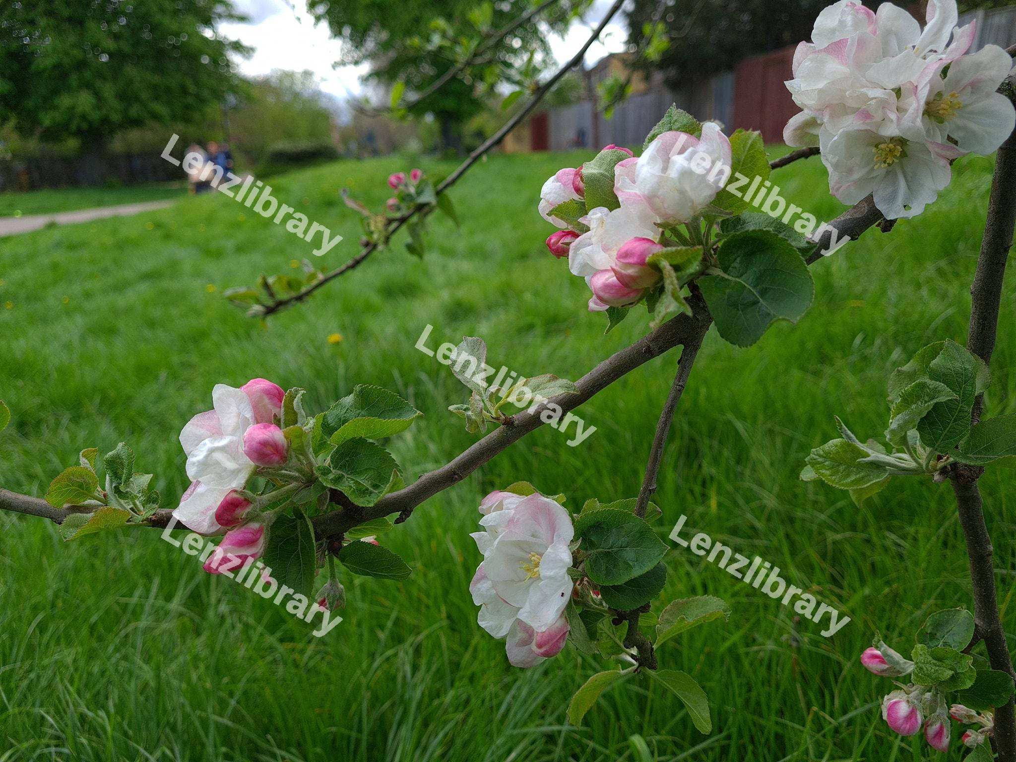 Close-up of white cherry blossom